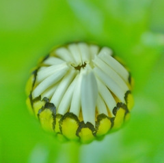 マーガレットの蕾