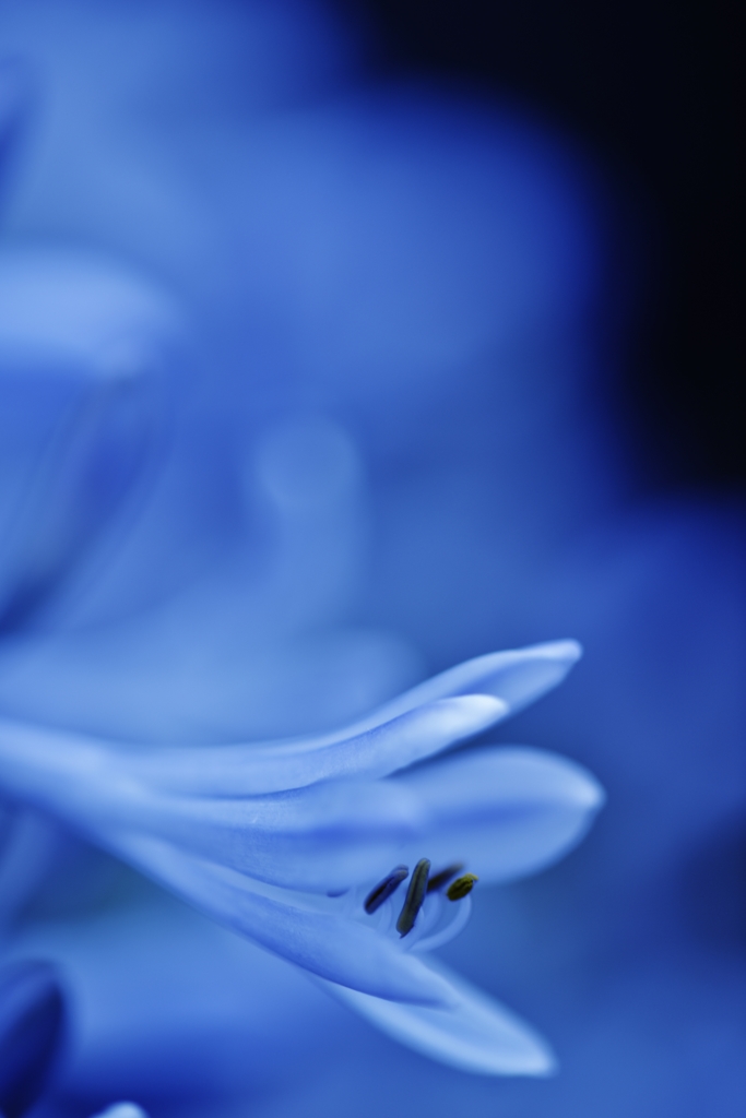 Deep Agapanthus.