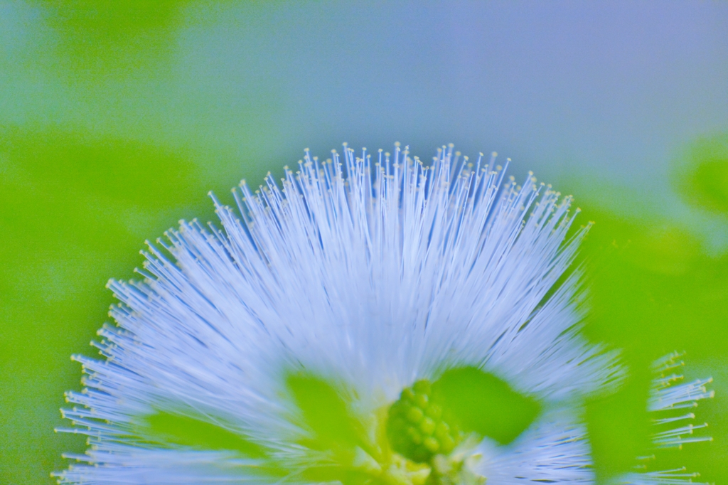White & Green　～超望遠600mmでのマクロの世界～