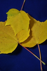 Autum　Leaves