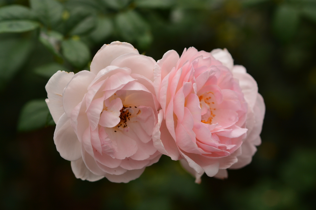 Two　Roses