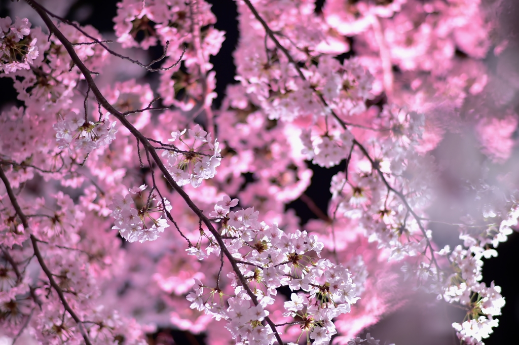 「夜桜」　其の四