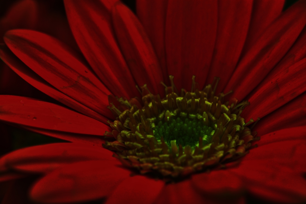 Fascinating gerbera.　～終焉～