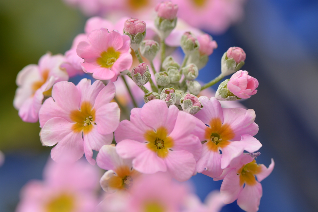 桜草　～春を先取り♪～