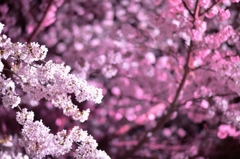 「夜桜」　其の一
