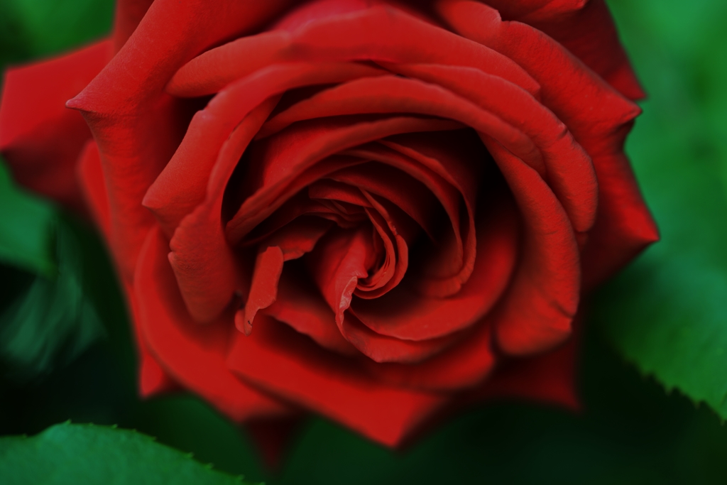 「大輪の薔薇」