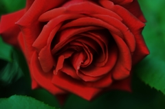 「大輪の薔薇」