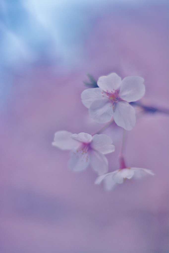 桜色の空