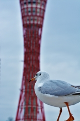 神戸ポートタワーとユリカモメ