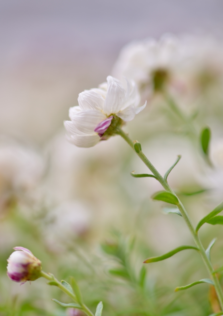 「花簪」　～ハナカンザシ　冬の白い妖精～