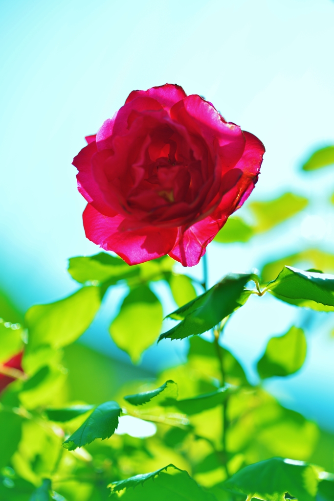 「透ける薔薇」