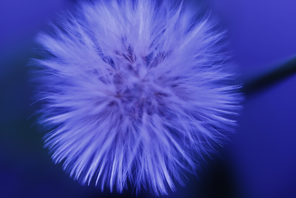 花のアンダー倶楽部