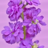 Purple on purple.