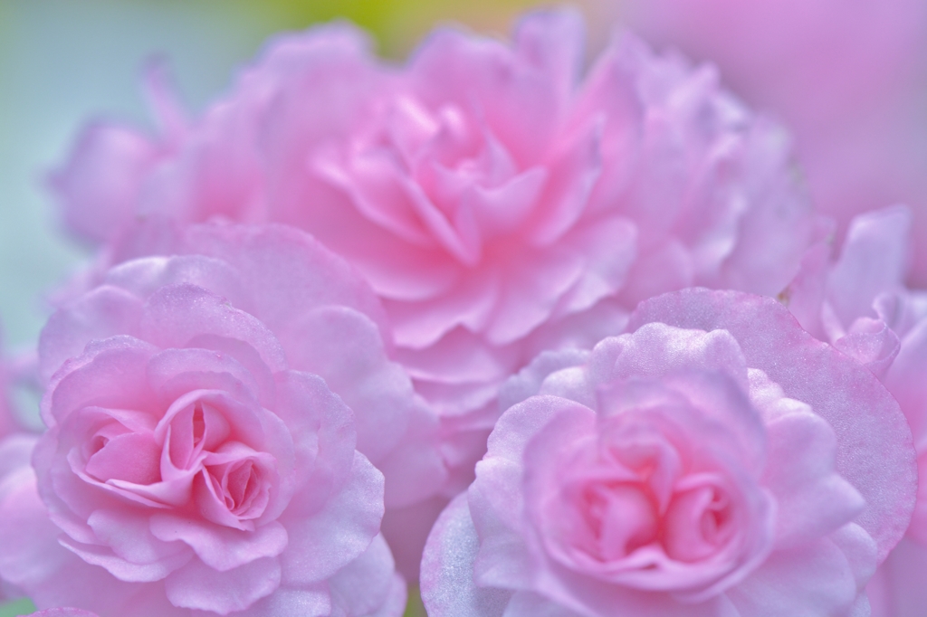 薔薇の砂糖菓子