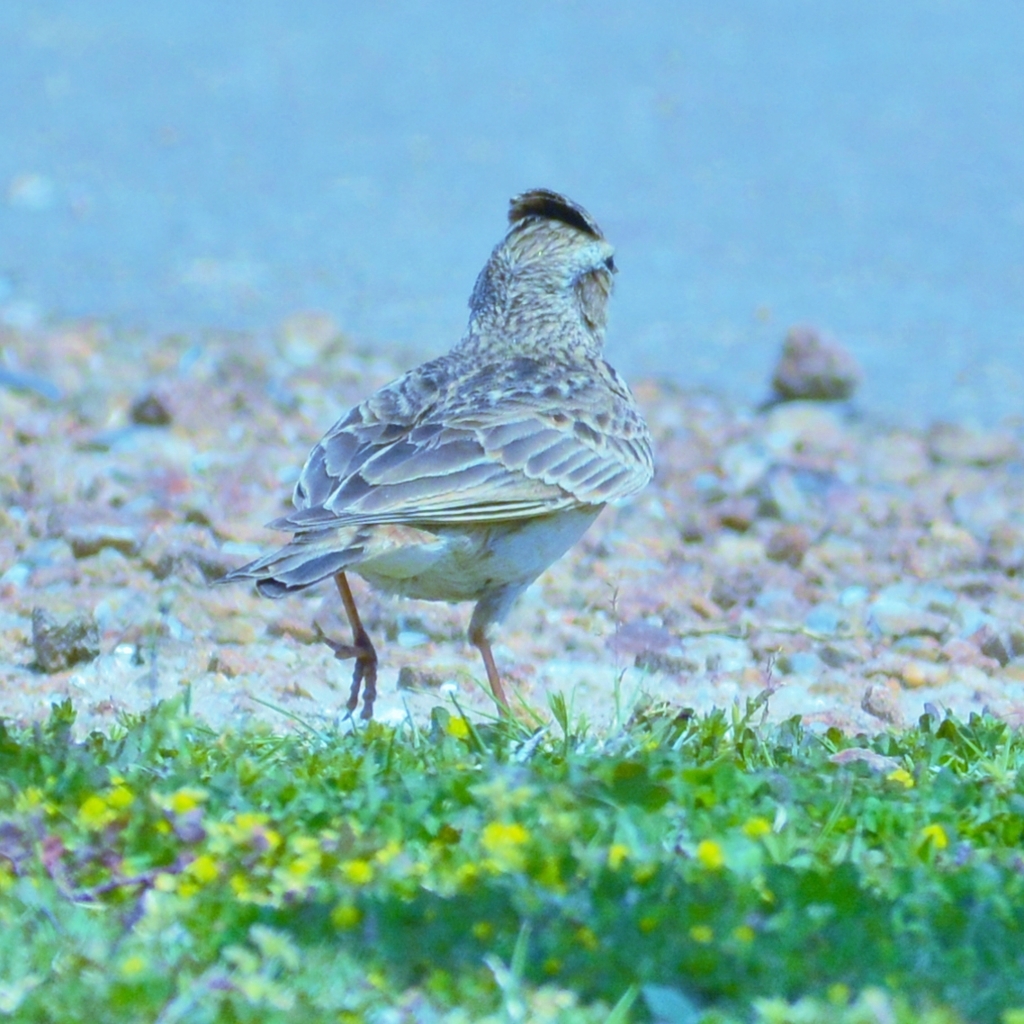 「おお、雲雀、高く鳴け。」　～美しい様々なさえずり♪～