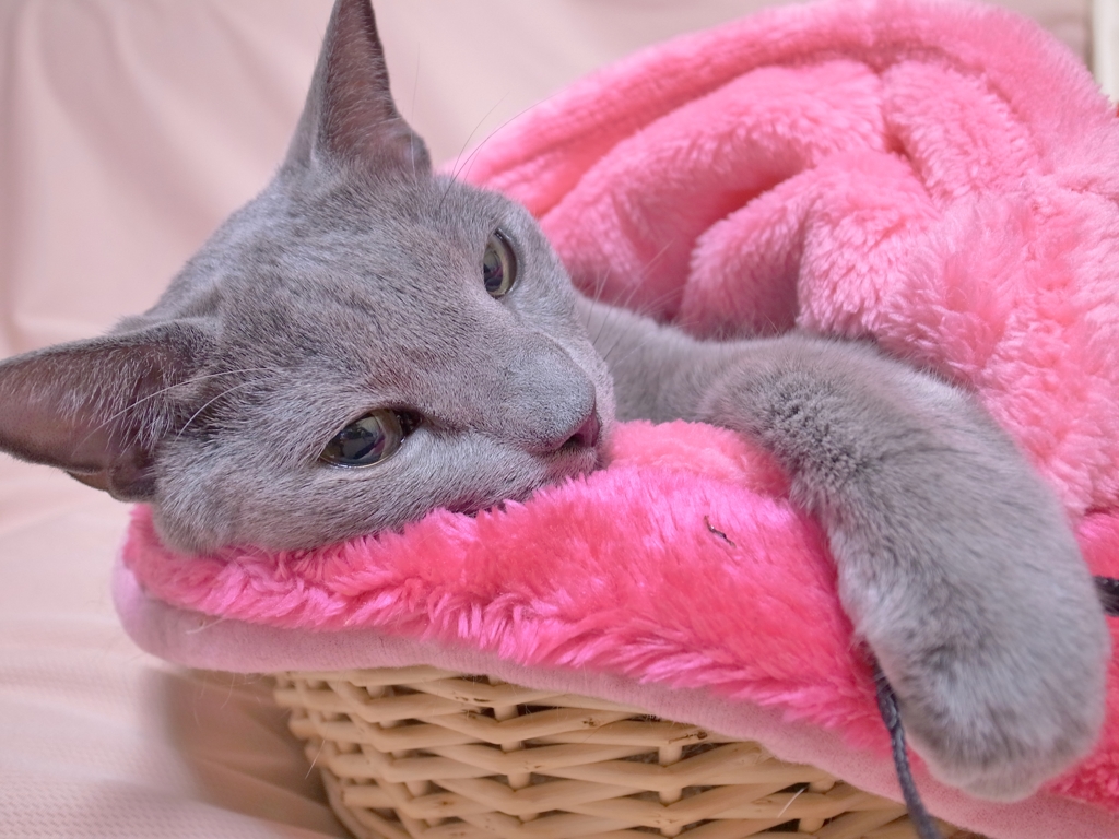 カメラストラップをキャッチ！