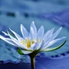 Cool　Blue