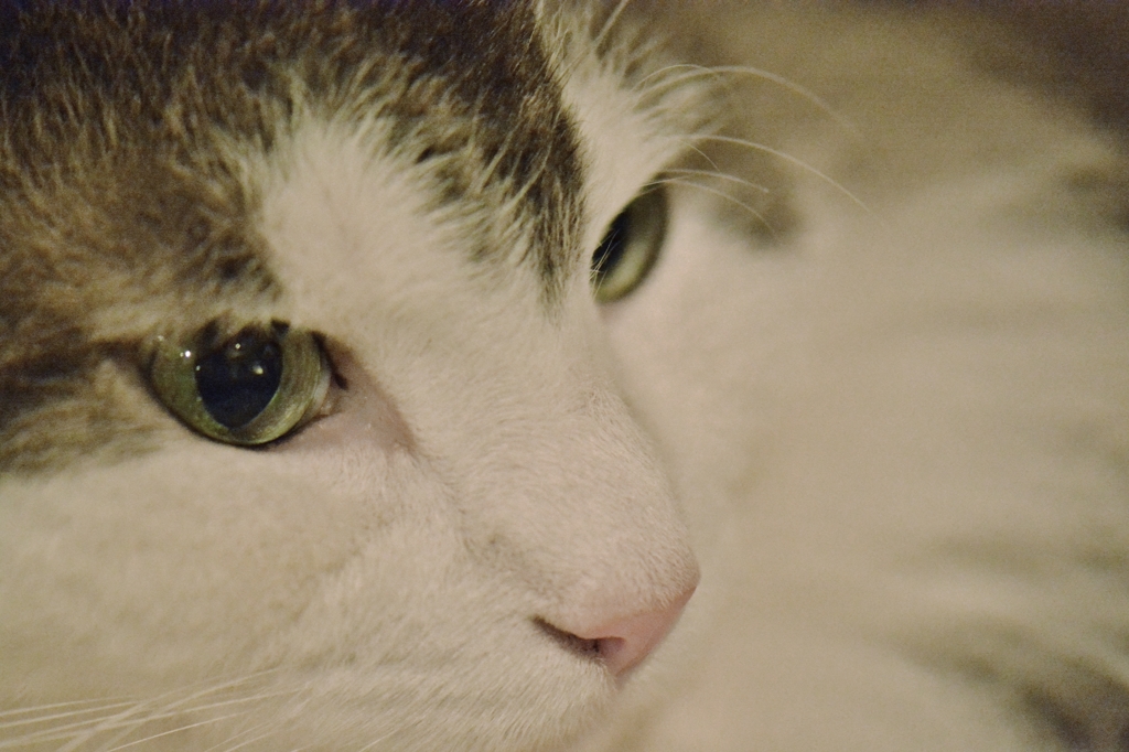 ノルウェージャンフォレストキャット　～その瞳に何を見る？～