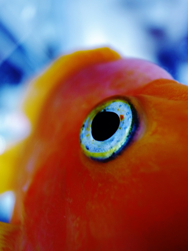 魚々！！「ギョギョっ！！」