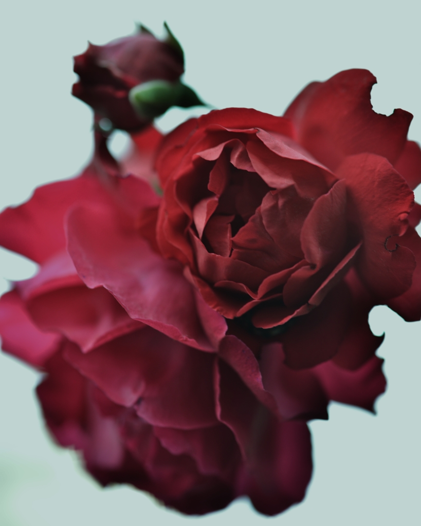 「庭に咲く薔薇と蕾」
