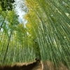 「竹林の道」