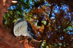 鴨川べりの鳩