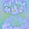 「九輪草の淡い世界」
