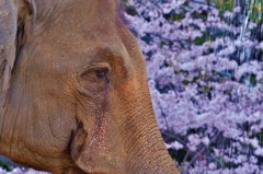 「象と桜」