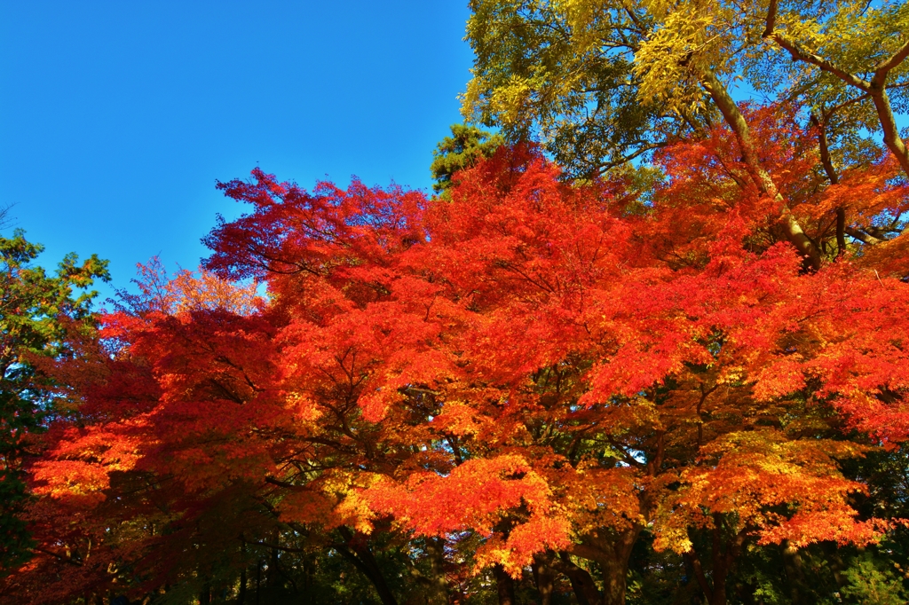 紅模様　（くれないもよう）　～其の参～