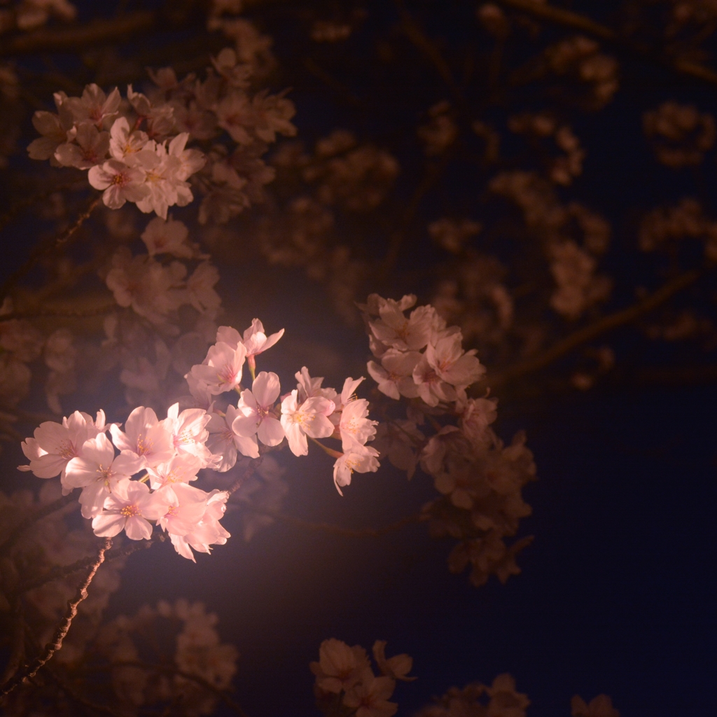 夜桜のハイキー倶楽部