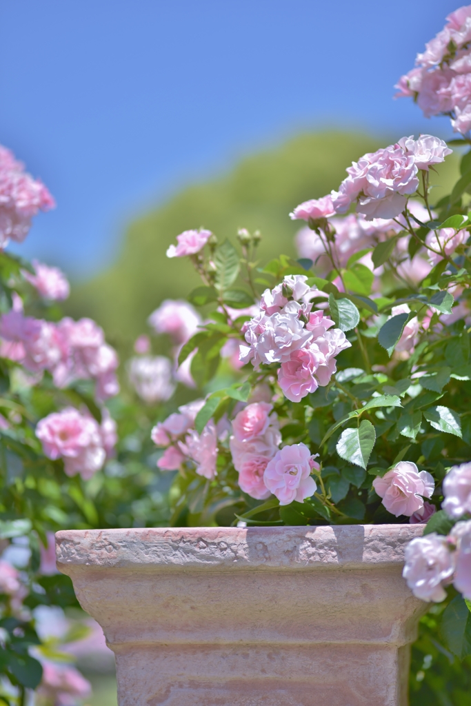 「薔薇の季節になりました」