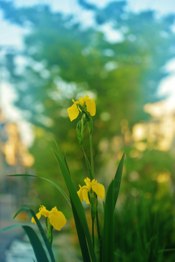 「薄暮の中の黄菖蒲」