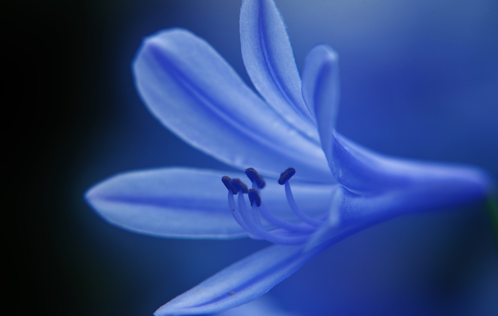 「雨に打たれて」