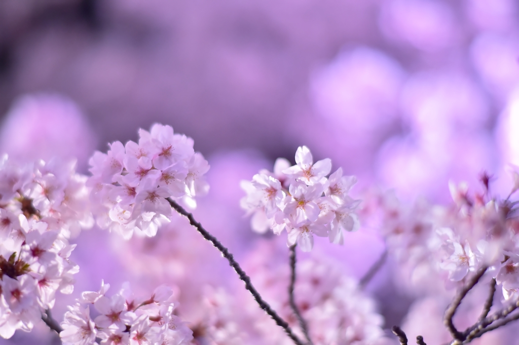 「夜桜」　其の六