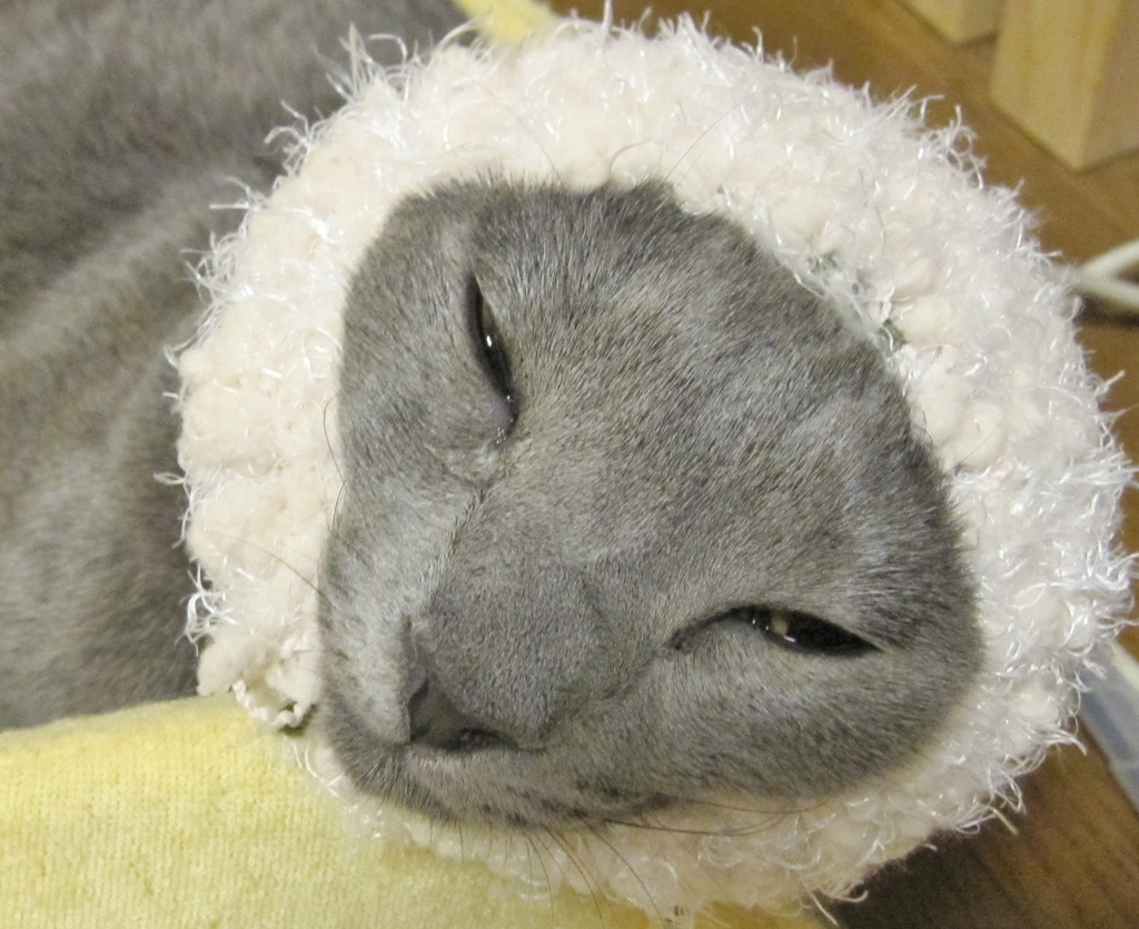 にゃんだ　これは