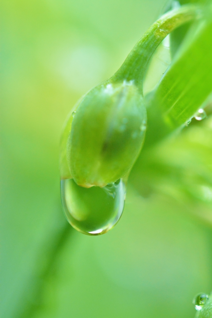 露草の露