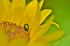 「ナミテントウの初夏」　～ナミテントウに向日葵の葉の映り込み～