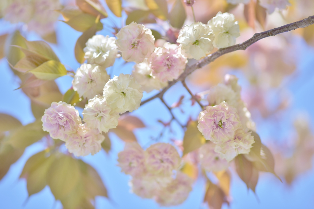 「名残桜」