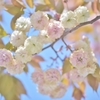「名残桜」