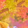 「紅葉に染まる」