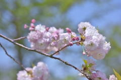 「忘れ桜」