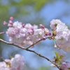 「忘れ桜」