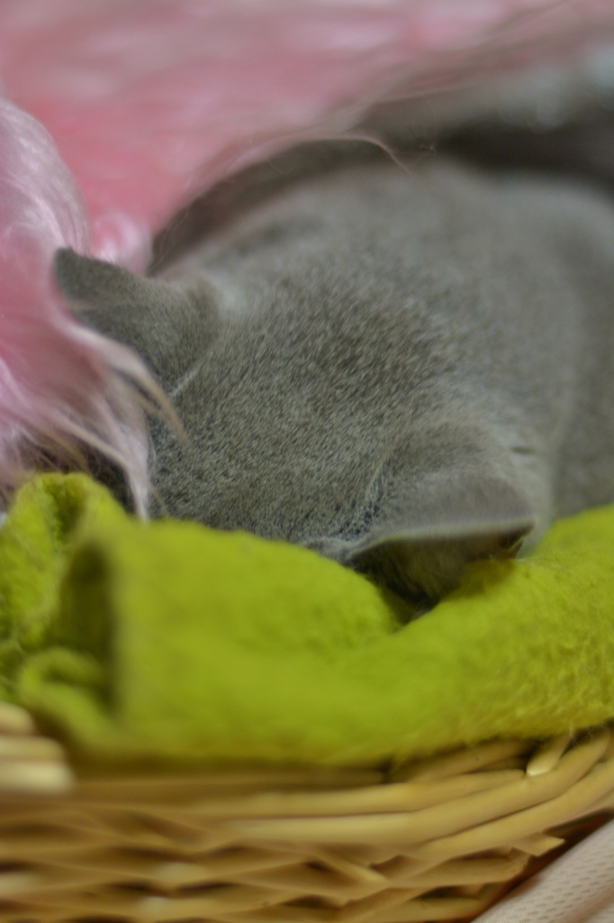 She　is　sleeping...