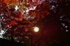 朝に光り輝く
