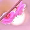 「薄暮に咲く」