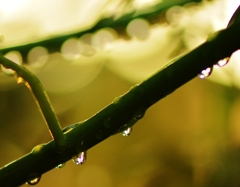 続　雨上がりの雫