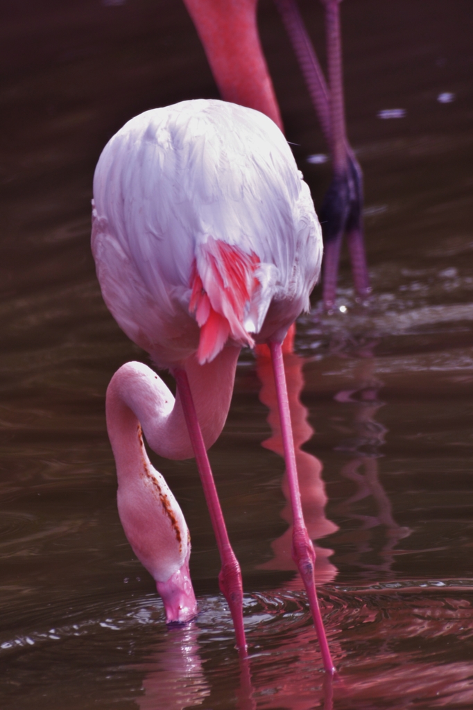 オオフラミンゴはなぜピンク色 By Kodachrome64 Id 写真共有サイト Photohito