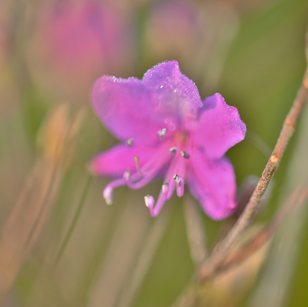 「山つつじの花が咲いたよ」