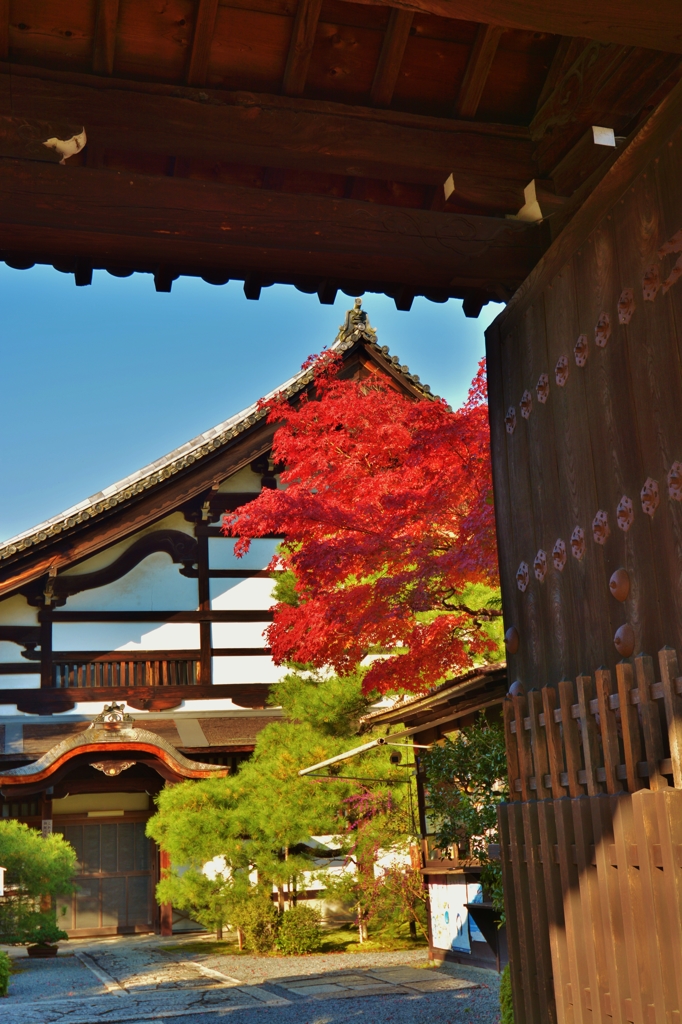 紅と緑のコントラスト