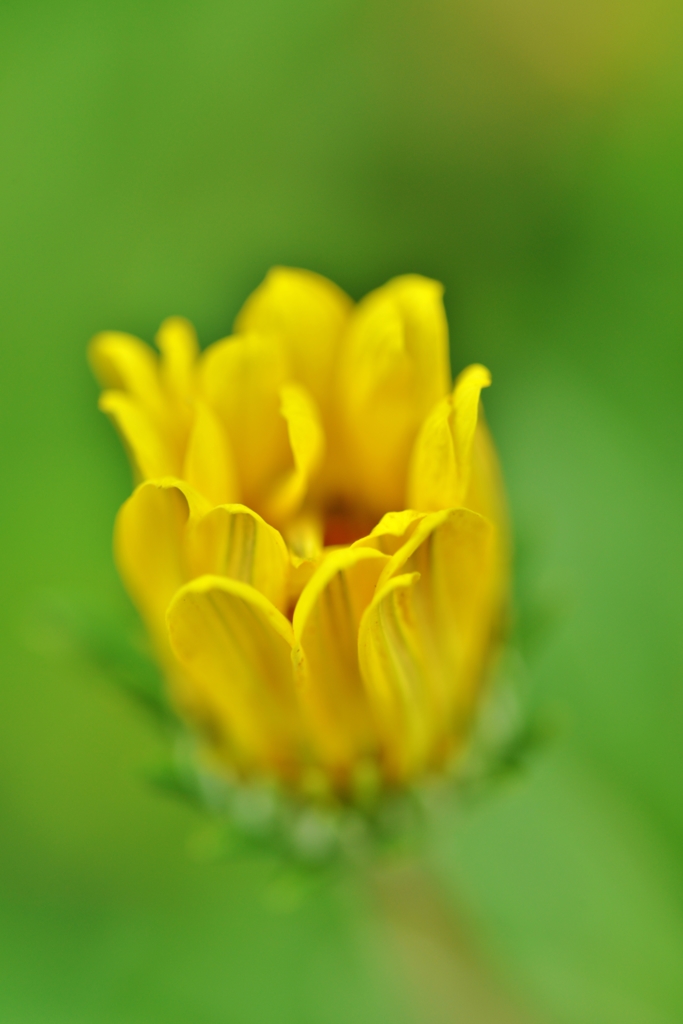 「蕾好き」